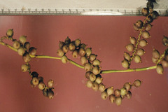 Calamus karnatakensis